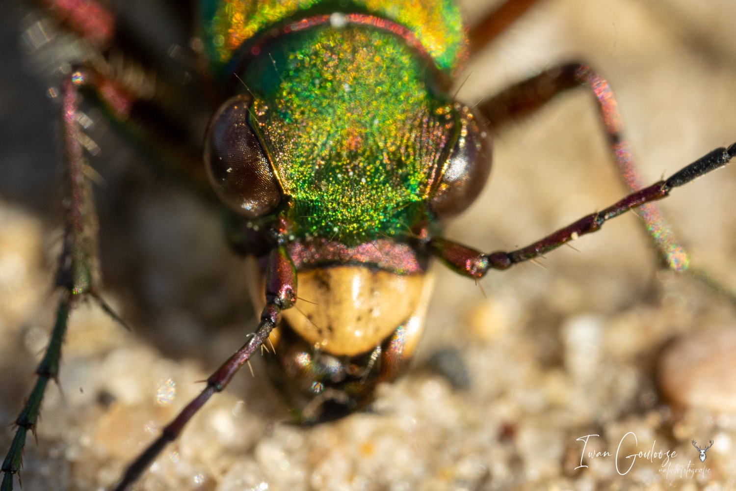 13 mei 2023 172616  R2A0281